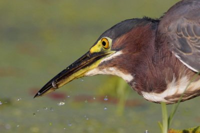 Green Heron