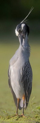 Yellow-crowned Night Heron