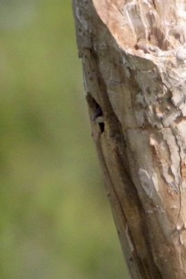 Tree Swallow