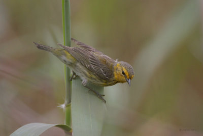 Cape May Warbler