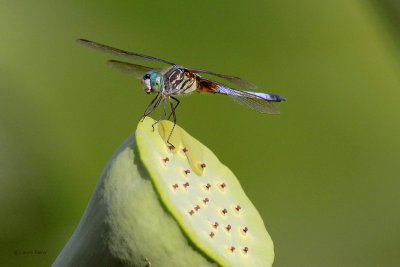 Blue Dasher