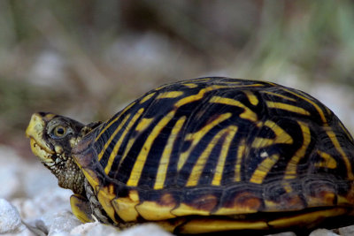 Box Turtle