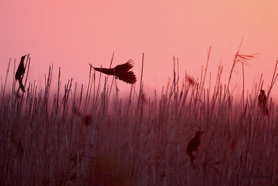 Grackles at Sunset