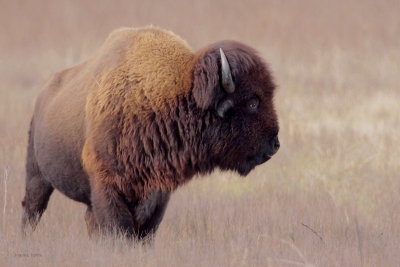 American Bison