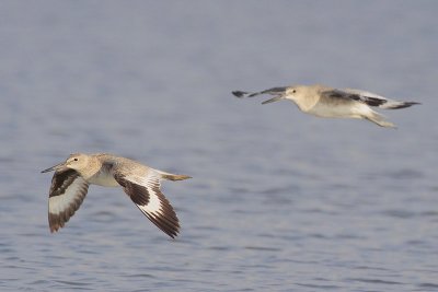 Willet
