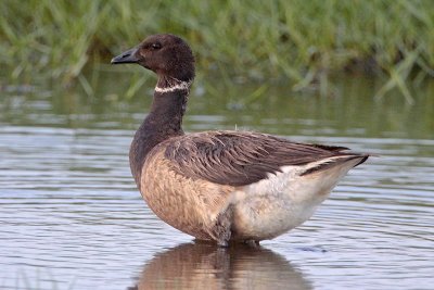 Brant Goose