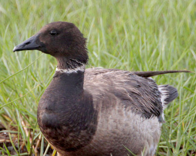 Brant Goose