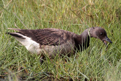 Brant Goose