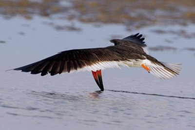 Black Skimmer