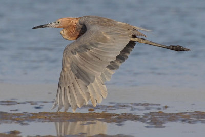 Reddish Egret