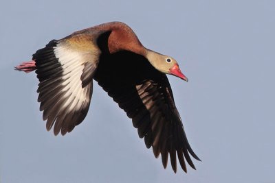 Black-bellied Whistling Duck