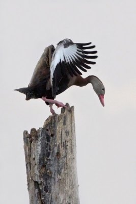 Black-bellied Whistling Duck