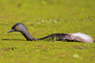 Least Grebe