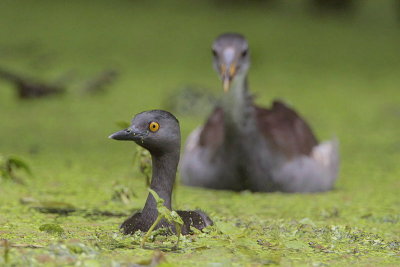 Least Grebe