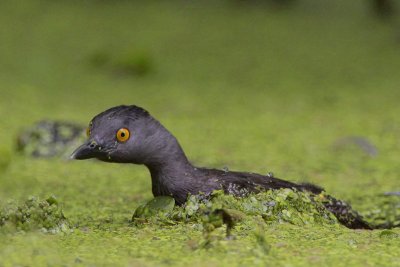 Least Grebe