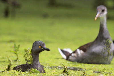 Least Grebe