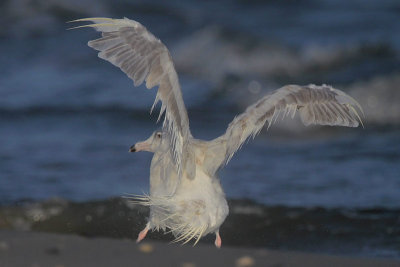 Glaucous Gull