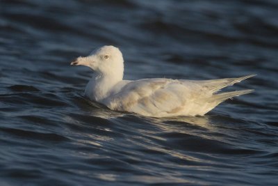 Glaucous Gull