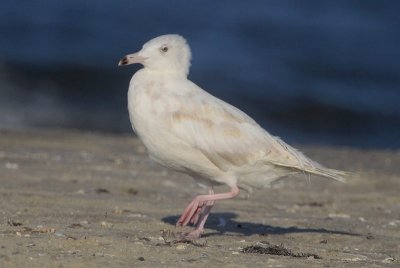 Glaucous Gull