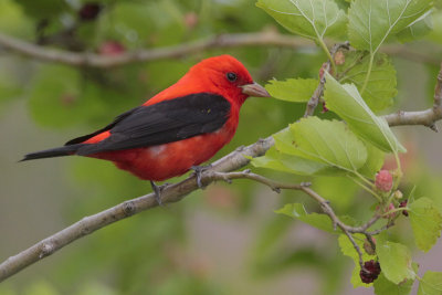 Scarlet Tanager
