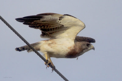 Swainson's Hawk