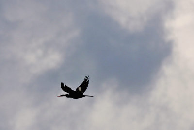 Anhinga