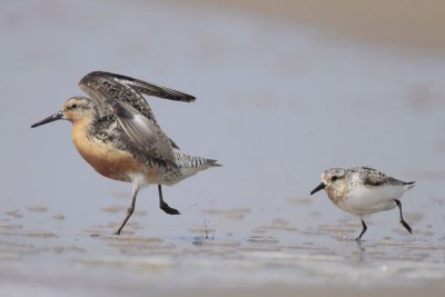 Red Knot Chased by Sanderling