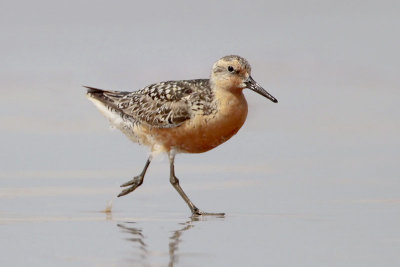 Red Knot