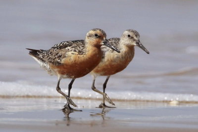 Red Knot