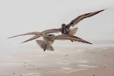 Red Knot