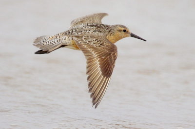 Red Knot