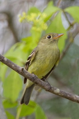 Yellow-bellied Flycatcher