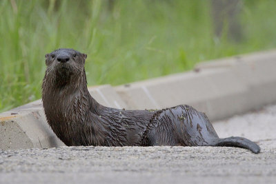 River Otter