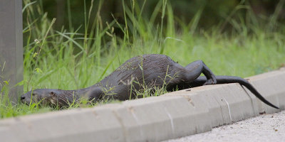 River Otter