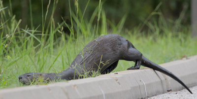 River Otter