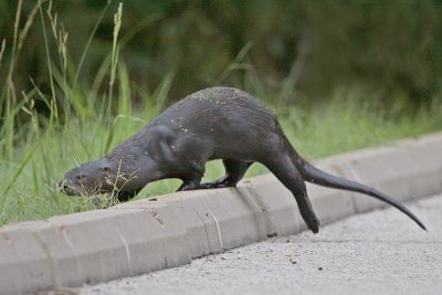 River Otter