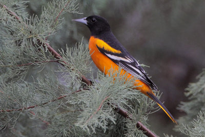 Baltimore Oriole