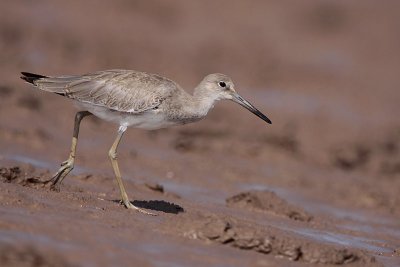 Willet