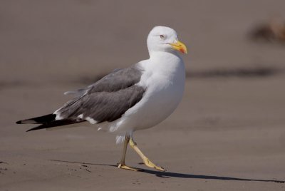 Lesser Black-backed Gull