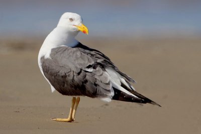 Lesser Black-backed Gull