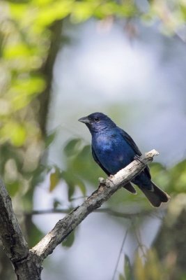 Indigo Bunting