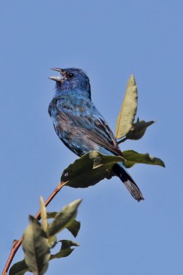 Indigo Bunting