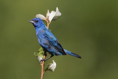 Indigo Bunting
