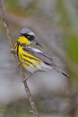 Magnolia Warbler