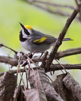 Golden-winged Warbler