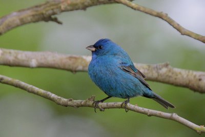 Indigo Bunting