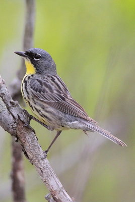 g1/41/245741/3/125684366.axEo1iJR.jpg