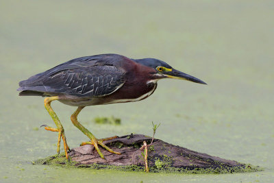 Green Heron