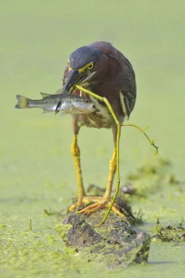 Green Heron