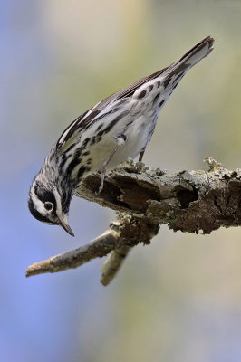 Black-and-white Warbler